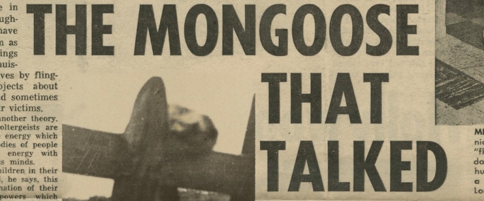 Section of newspaper with heading "The Mongoose that Talked" with a blurry image of the mongoose on a fence.